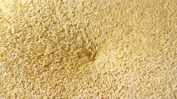 Wholegrain Malt Is Pouring Inside Mill for Milling in Brewery