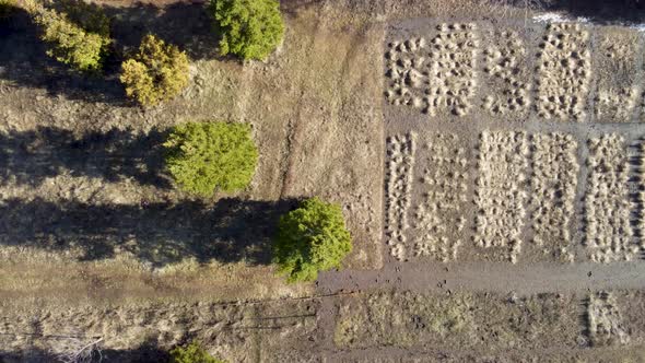 Spring pine trees, botanic look down aerial view