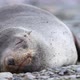 MS Antarctic fur seal (Arctocephalus gazella) sleeping on rocks at Half Moon Island / Antarctica - VideoHive Item for Sale