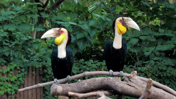 Pair of Wreathed Hornbill Scientific Name Rhyticeros Undulatus Birds at Zoo