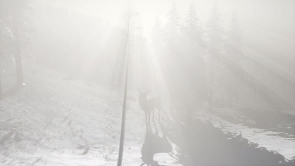 Proud Noble Deer Male in Winter Snow Forest