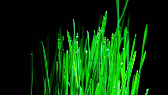 Wheat Sprouts Grow Fast in Time Lapse on a Black Background. Microgreens Seedling Leaves Growing