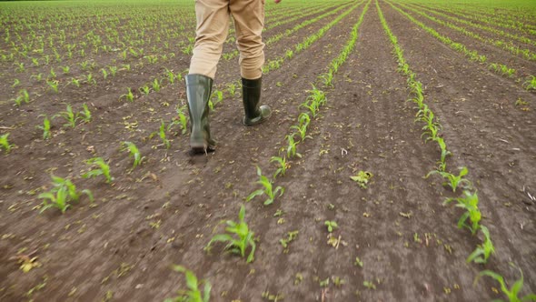 Farmer Walking Through Corn Plants Rows in Cultivated Field