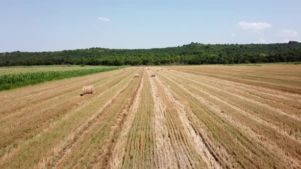 Drone Point of View: Flying Over the Green Cornfield and Haystacks