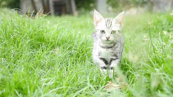 Cute American Short Hair Kitten Jumping On The Field Slow Motion 