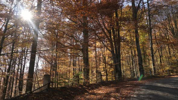 Forest in autumn