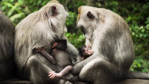 Monkeys in the Forest in Bali