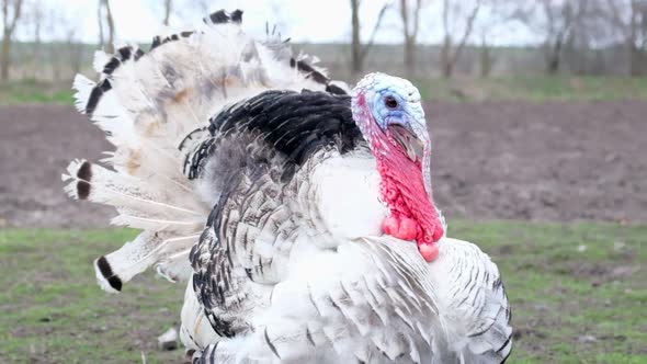 Large Turkey with a Red Crest in the Backyard of the Farm