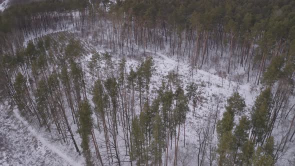 Frozen Ground In The Forest