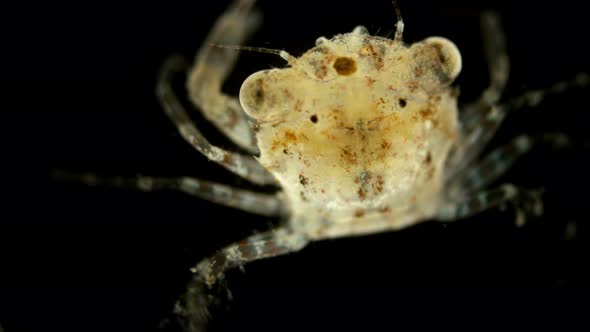 The Crab Larva Under the Microscope, Already a Full-fledged Small Crab That Appeared After 