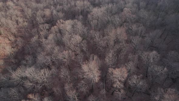 Drone Aerial of Remote Forest Wilderness