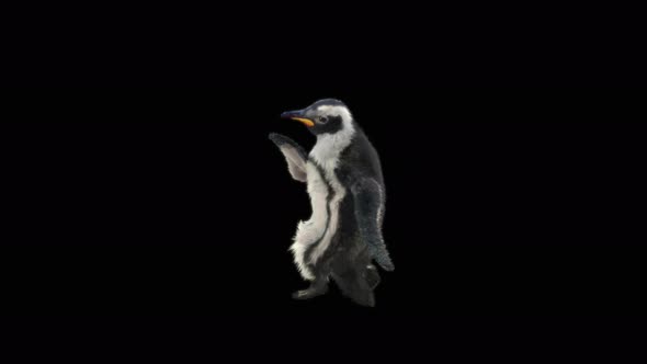 Penguin Dancing 4K