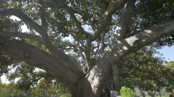 Old tree in Beverly Hills