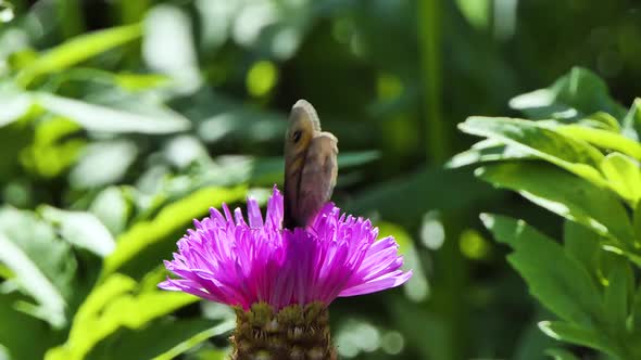 Black and Orange Butterfly Flying on a Pink Flower and Feeding, Insect on Plants and Butterfly on