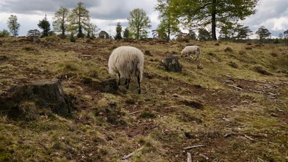 Sheep grazing on a heather