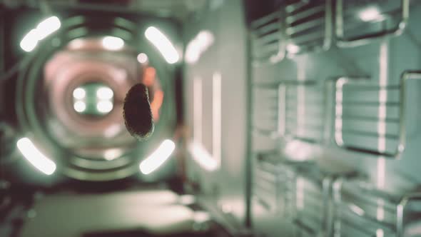 Marinated Pickled Cucumber Floating in Internation Space Station