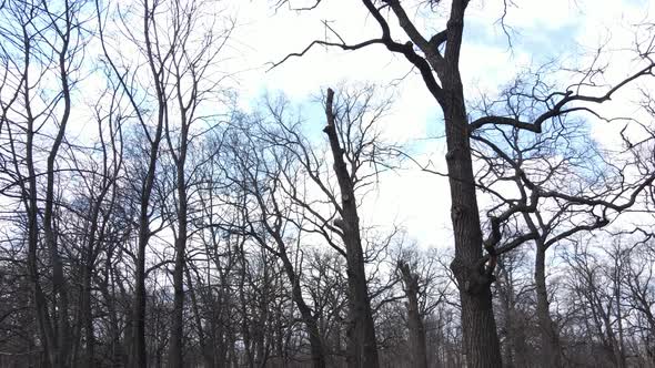 Aerial View of a Forest Without Leaves Slow Motion