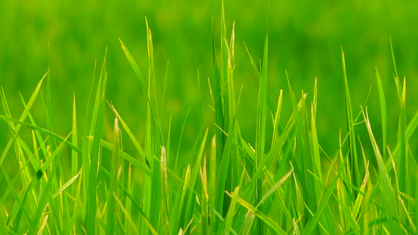 Green Field Background in Close Up View