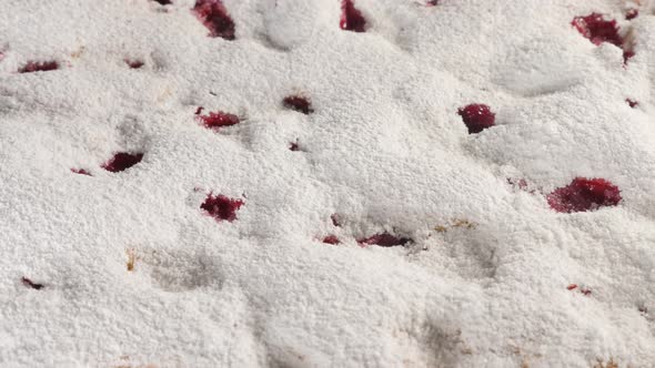 Cherry cake powdered with sugar dust 4K 2160p UHD footage - Sour cherry sponge cake close-up 4K 3840