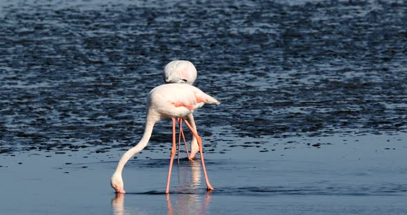 Rosy Flamingo colony in Walvis Bay Namibia, Africa wildlife