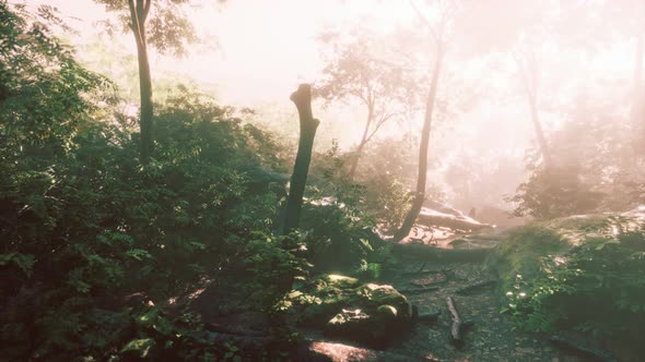 Time Lapse of a Tropical Jungle in the Mountains of Puerto Rico