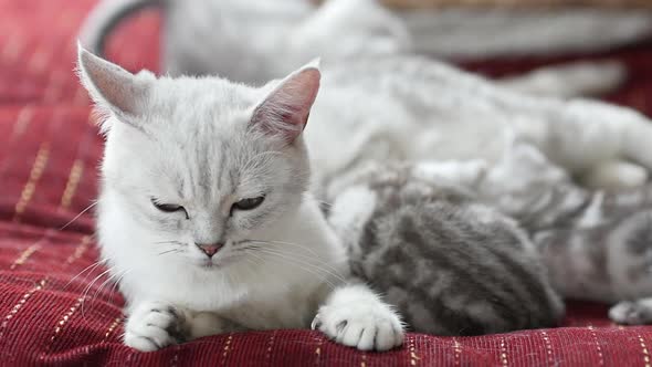 Scottish Cat Feeding Her Kittens On Sofa