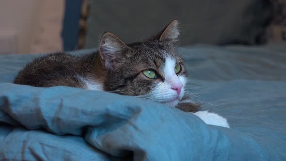 A Beautiful Cat Lies on a Bed - Closeup
