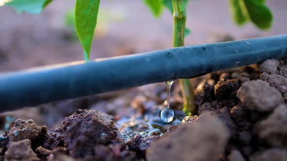 Greenhouse Drip Irrigation