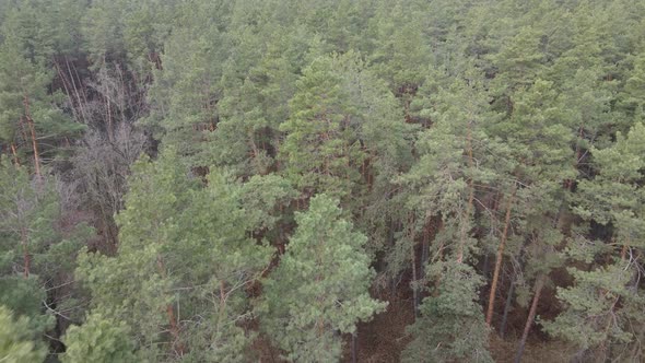 Trees in a Pine Forest During the Day Aerial View