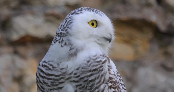 Snowy Owl (Bubo Scandiacus) Is a Large, White Owl of the True Owl family.It Is Sometimes Also