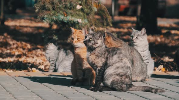 Lot of Stray Cats are Sitting Together in a Public Park in Nature Slow Motion