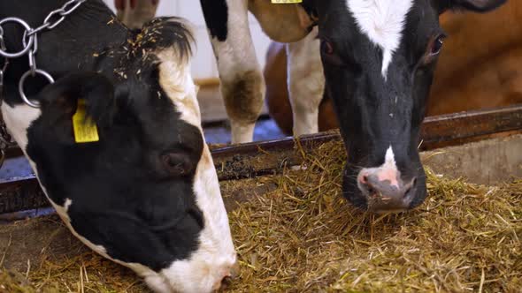 Dairy cows life in a farm. Spotted cows eating hay inside barn on farm