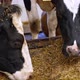 Dairy cows life in a farm. Spotted cows eating hay inside barn on farm - VideoHive Item for Sale