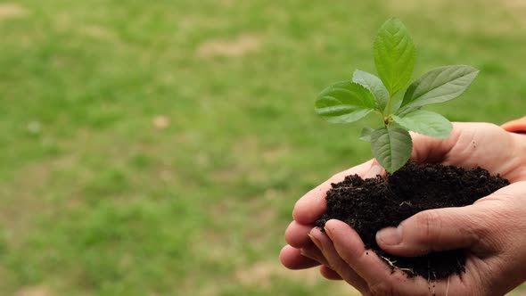 Closeup of an Elderly Woman's Hands with an Apple Tree Sprout