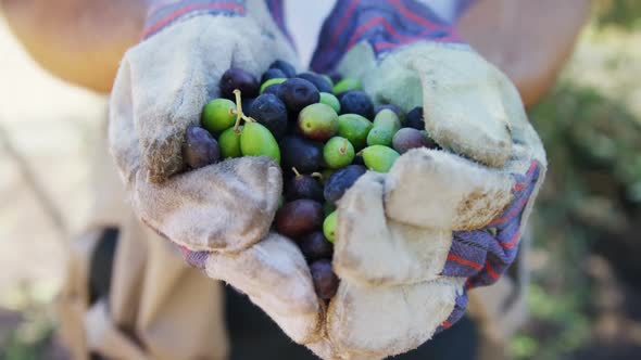 Farmer holding a hand full of olives in farm 4k