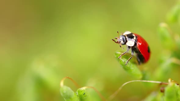 Close-up Wildlife of a Ladybug in the Green Grass in the Forest