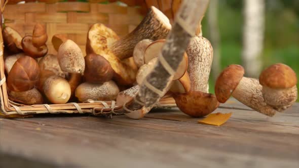 Close Up of Birch Basket with Freshly Picked Mushrooms Is Falling on the Table