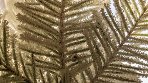 Time Lapse of Growth of Frost on a Spruce Branch Close Up Beautiful Winter Landscape