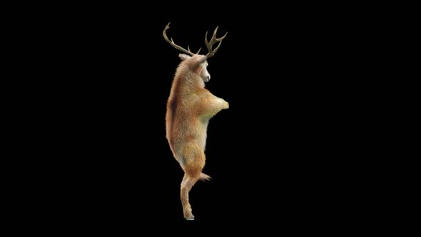 27 Deer Dancing HD