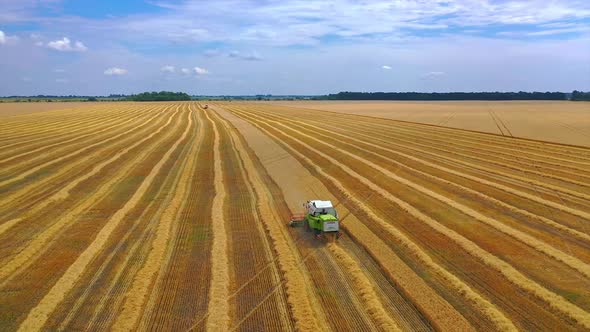 Combine harvesting large field. Agricultural machines collecting golden wheat field