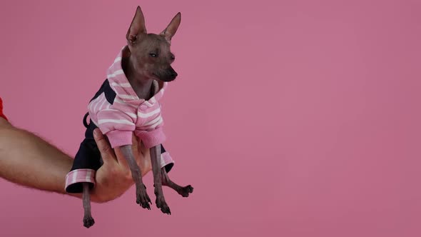 Little Xoloitzcuintle in Black and Pink Jumpsuit Sits on the Owner's Hand on a Pink Background in