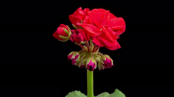 Time Lapse of Opening Red Geranium ( Pelargonium ) Flower