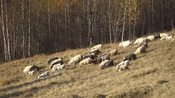 Sheeps Graze On A Mountain Meadow