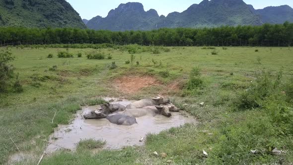 Buffaloes Rest in Small Lake in Meadow on Hot Day Aerial