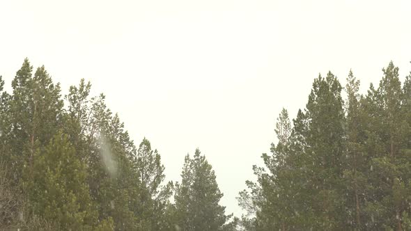 Strong Wind and Snowfall on the Background of Trees