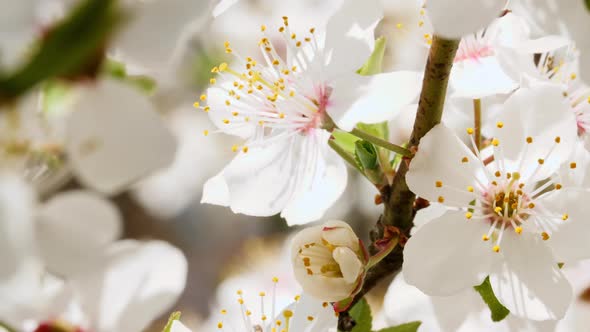 Video of the Blossoming of White Petals of on a Cherry Tree Close Up