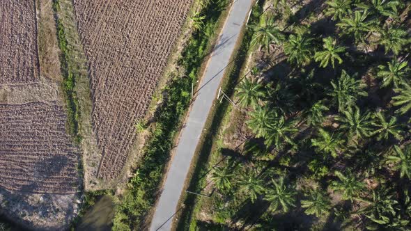 Oil palm and cultivation land