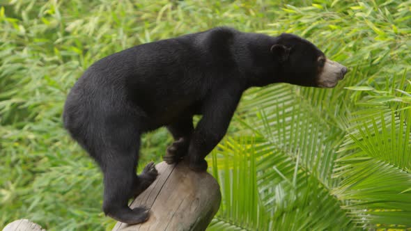 sun bear walking down log slow motio