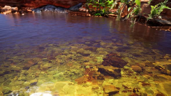 Tropical Golden Pond with Rocks and Green Plants