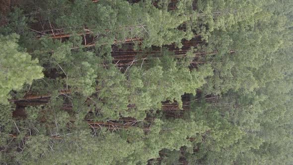 Vertical Video of Trees in a Pine Forest Slow Motion